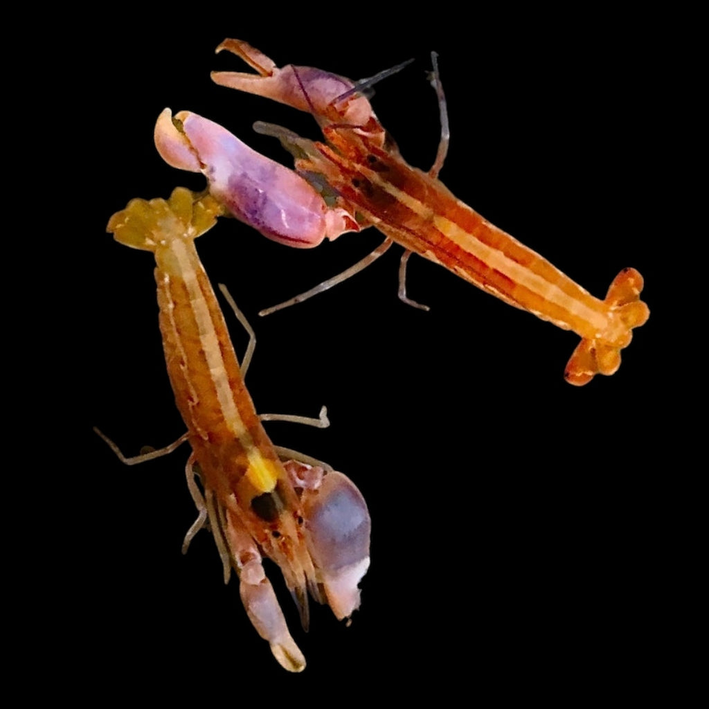 Orange Pistol Shrimp-Pair