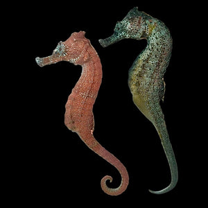 Captive Bred-Brazilian Reidi Seahorse-Pair