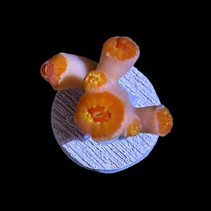Special-Dendrophyllia Coral-Frag