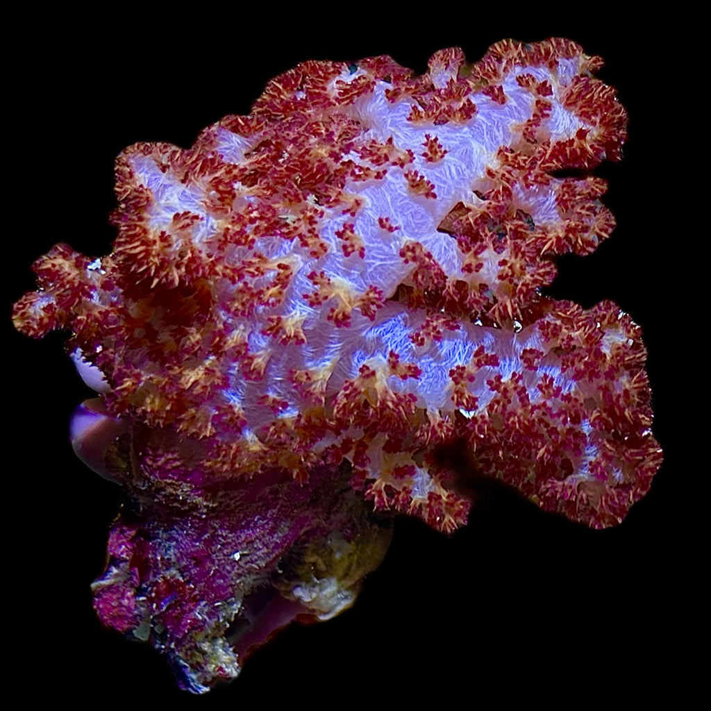 WYSIWYG Australian Carnation Dendronephthya-Coral Colony (Non Photosynthetic)