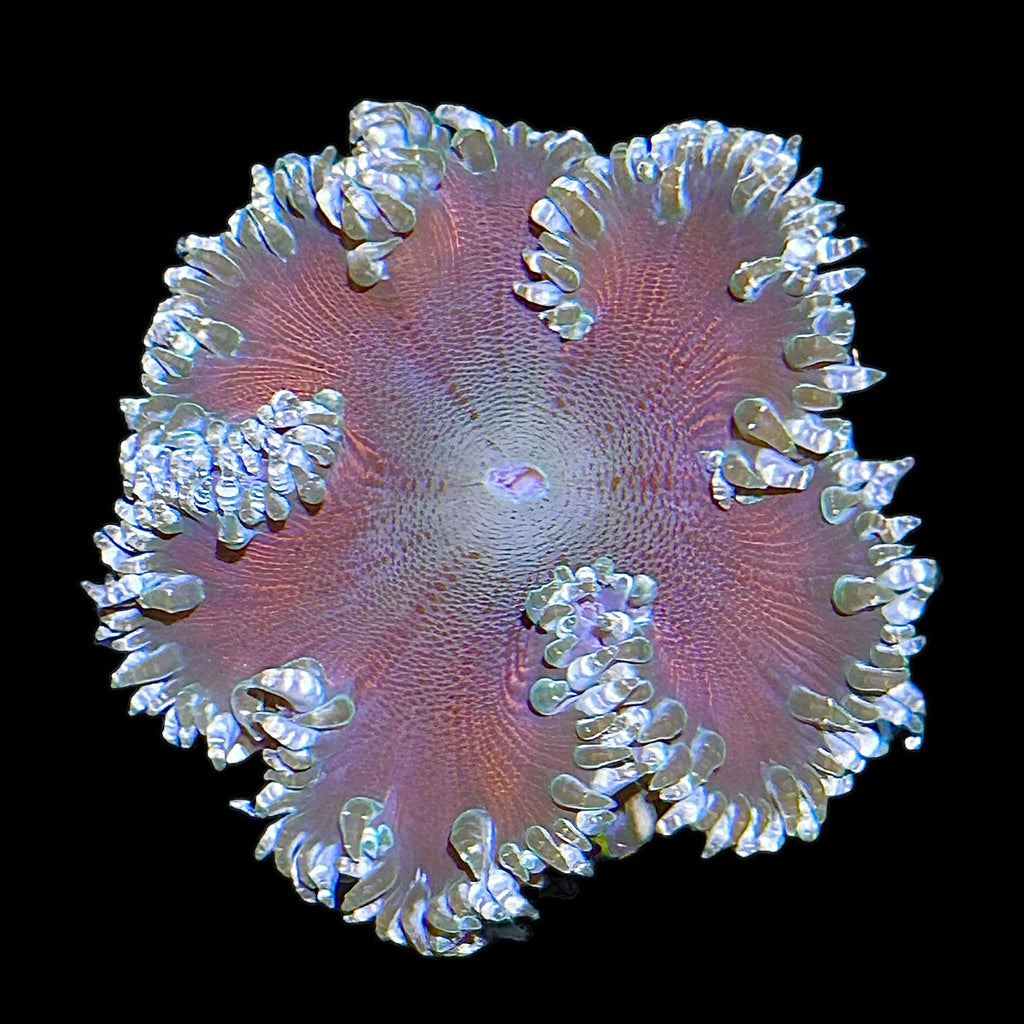 WYSIWYG Orange Center Rock Flower Anemone