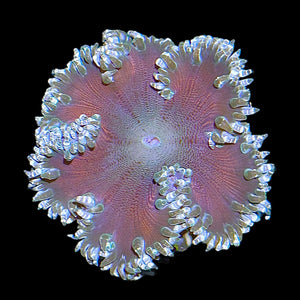 WYSIWYG Orange Center Rock Flower Anemone