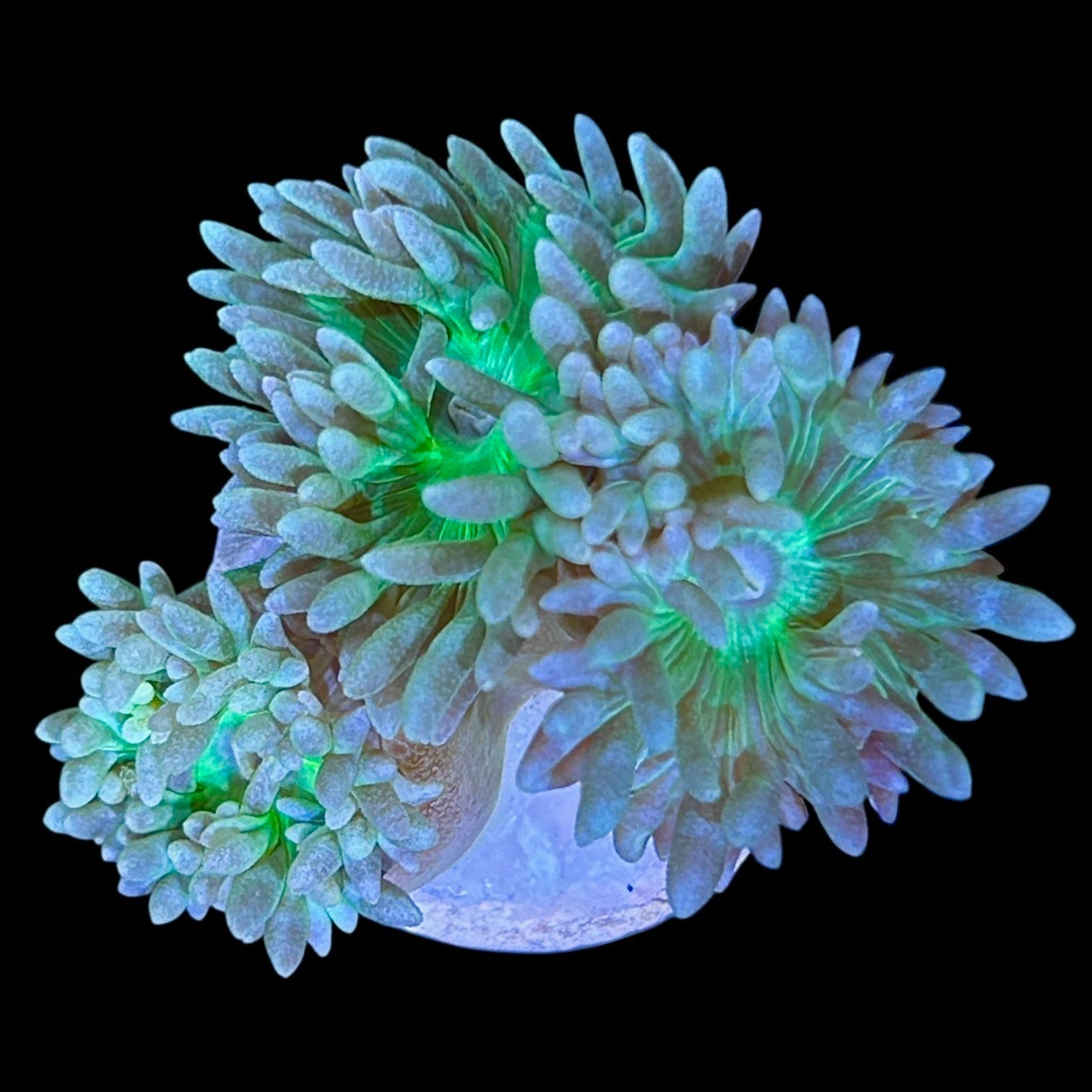 Easy to Keep Beginner Corals – Alyssa's Seahorse Savvy