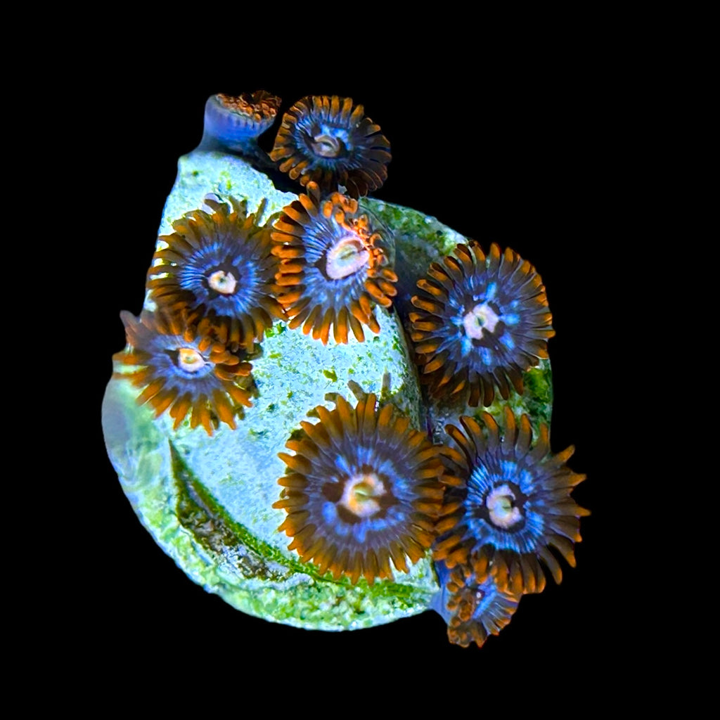 WYSIWYG Fire and Ice Zoanthid-Aquacultured