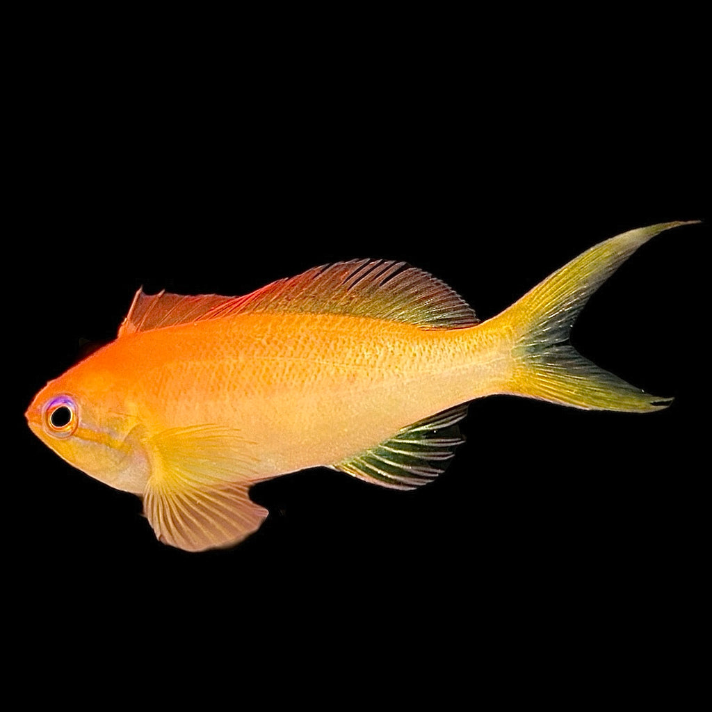 Aquarium Conditioned-Dispar Anthias