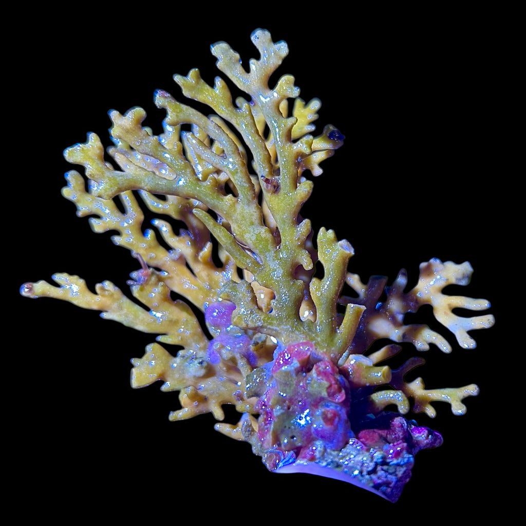 WYSIWYG Indonesian Yellow Lace Coral