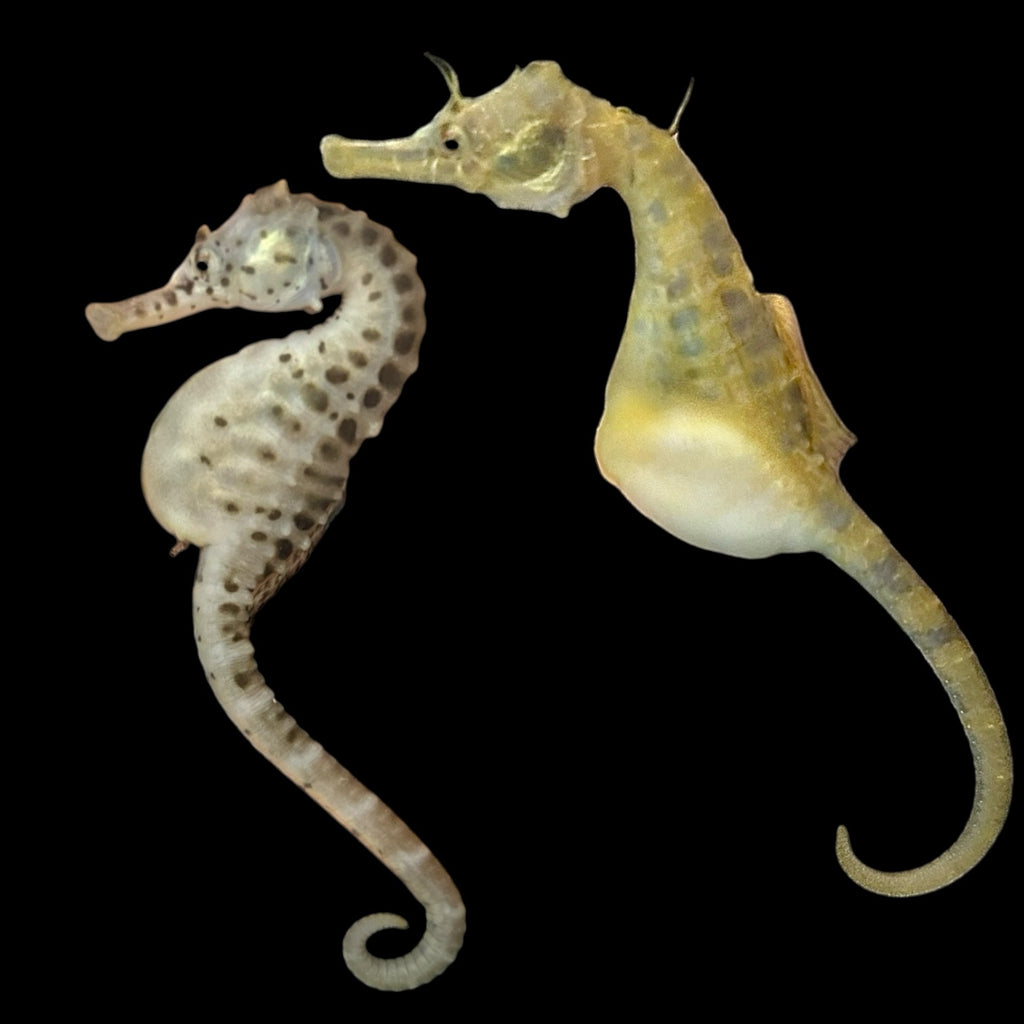 Captive Bred-Coldwater Pot-Bellied Seahorse Pair (WYSIWYG)