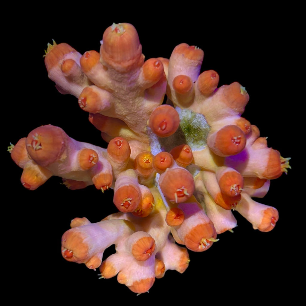 WYSIWYG Dendrophyllia-Coral Colony