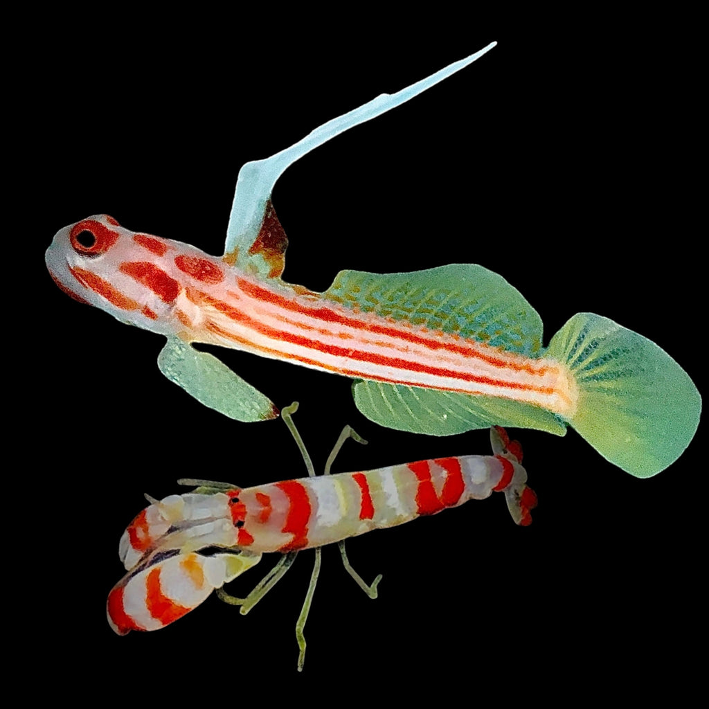 Saltwater Fish – Page 2 – Alyssa's Seahorse Savvy