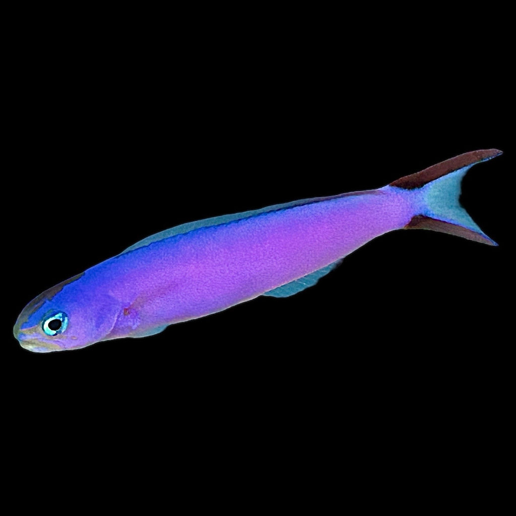 Aquarium Conditioned-Purple Tilefish