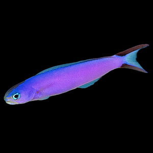 Aquarium Conditioned-Purple Tilefish