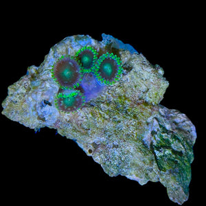 WYSIWYG Dragon Eye Zoanthids