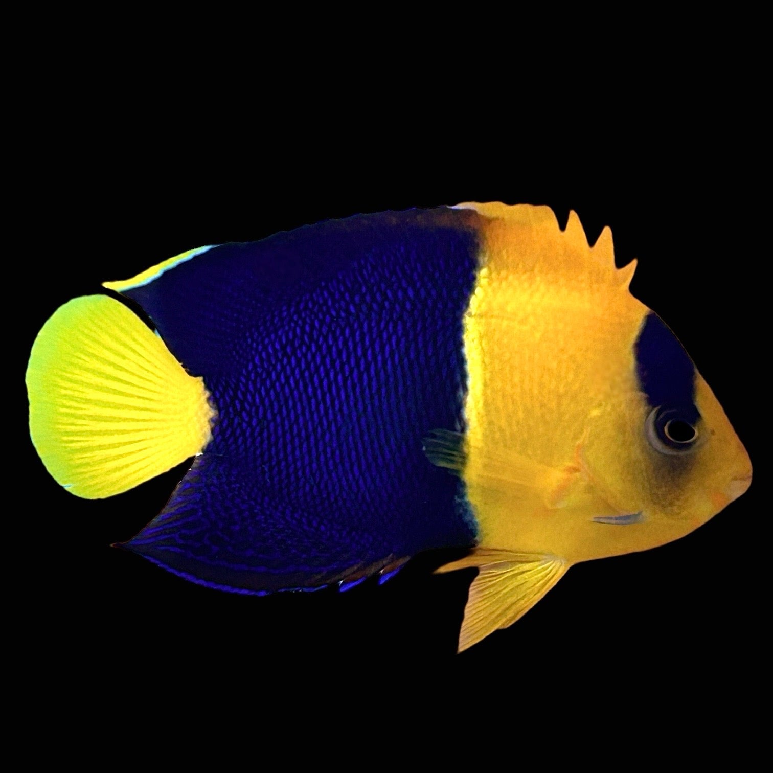 Aquarium Conditioned-Bicolor Angelfish