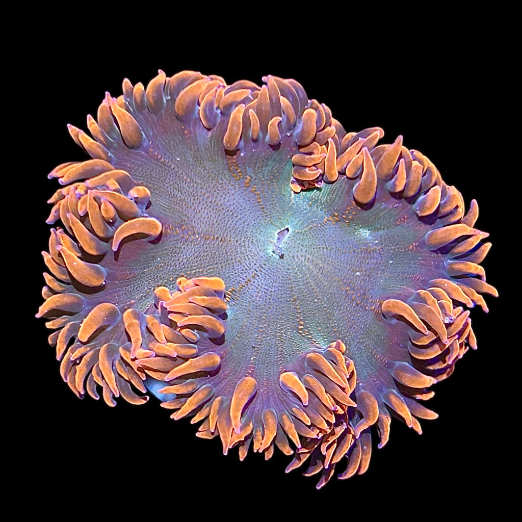 WYSIWYG Red and Green Rock Flower Anemone