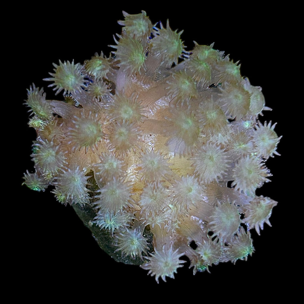 WYSIWYG Fatheree Green Goniopora minor-Aquacultured