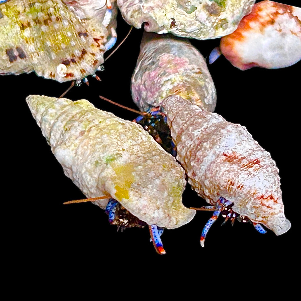 Special-15 Pack Blue Leg Hermit Crab