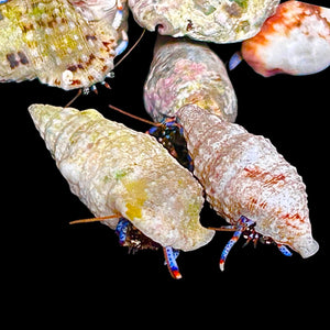 Special-15 Pack Blue Leg Hermit Crab