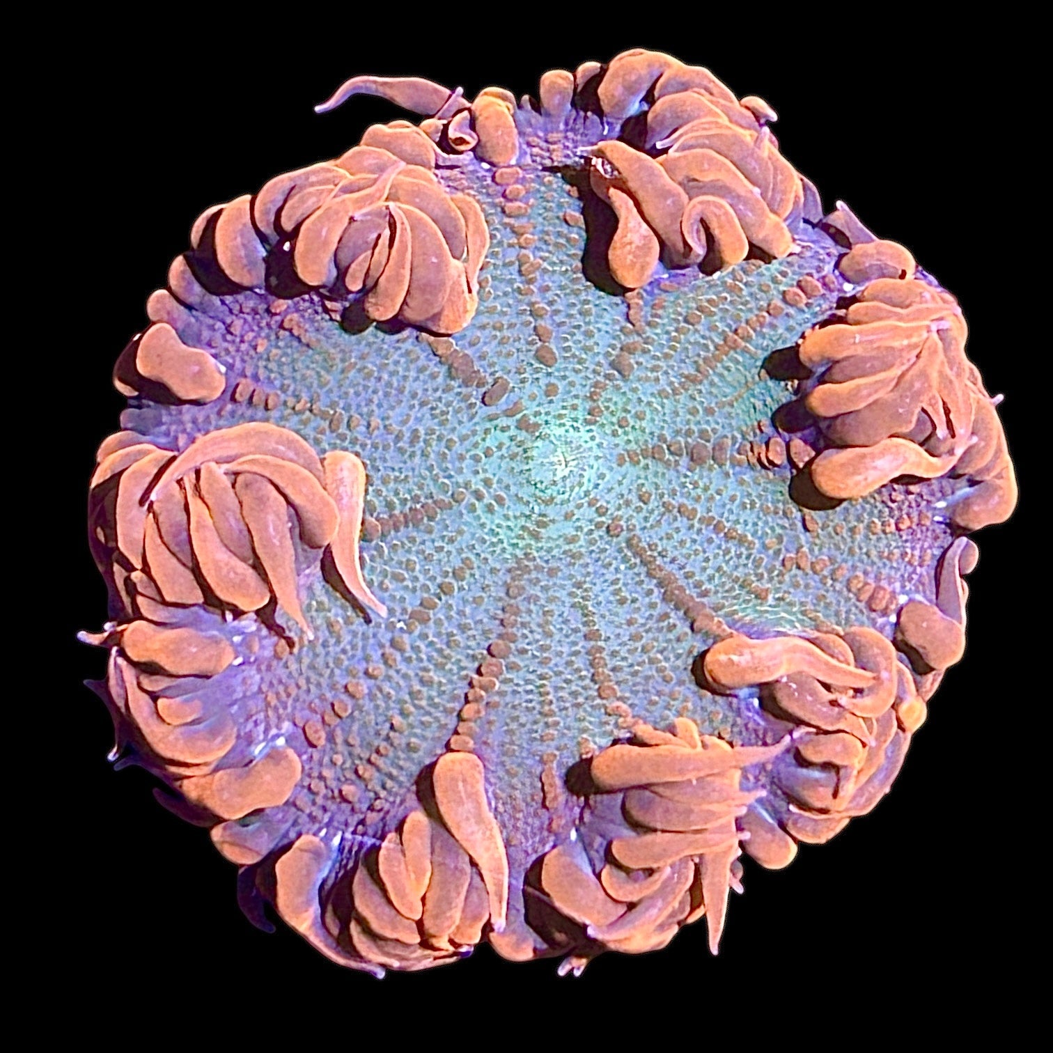 Special-Ultra Red Flower Anemone – Alyssa's Seahorse Savvy