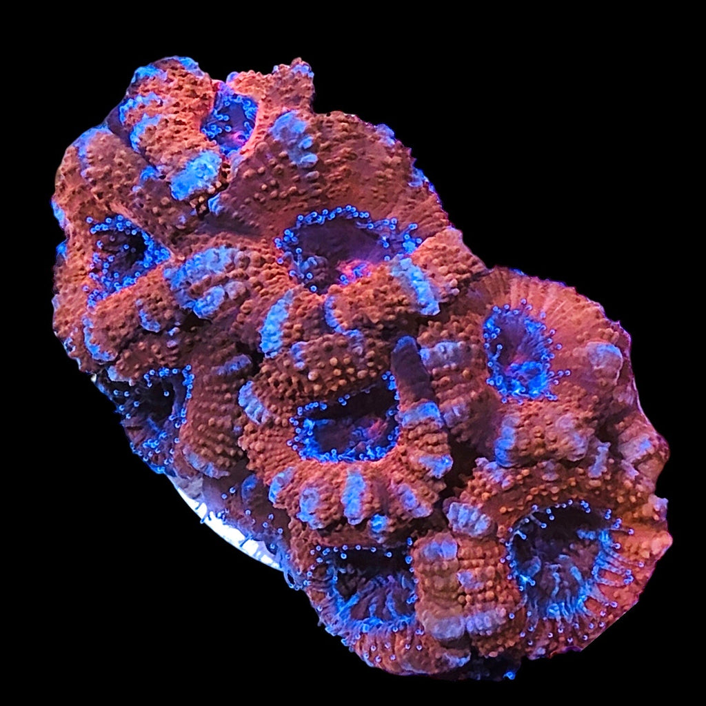 Special-Red Australian Acanthastrea Coral