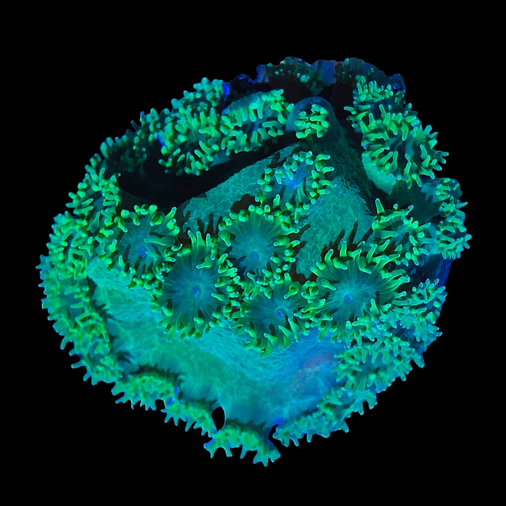 WYSIWYG Neon Scroll Turbinaria Coral-Aquacultured