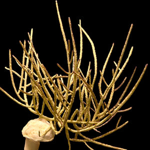 Gold Lace Gorgonian-Photosynthetic