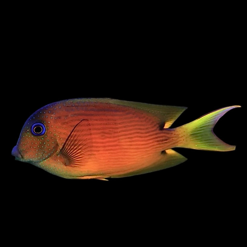 Aquarium Conditioned-Blue Eye Bristletooth Tang