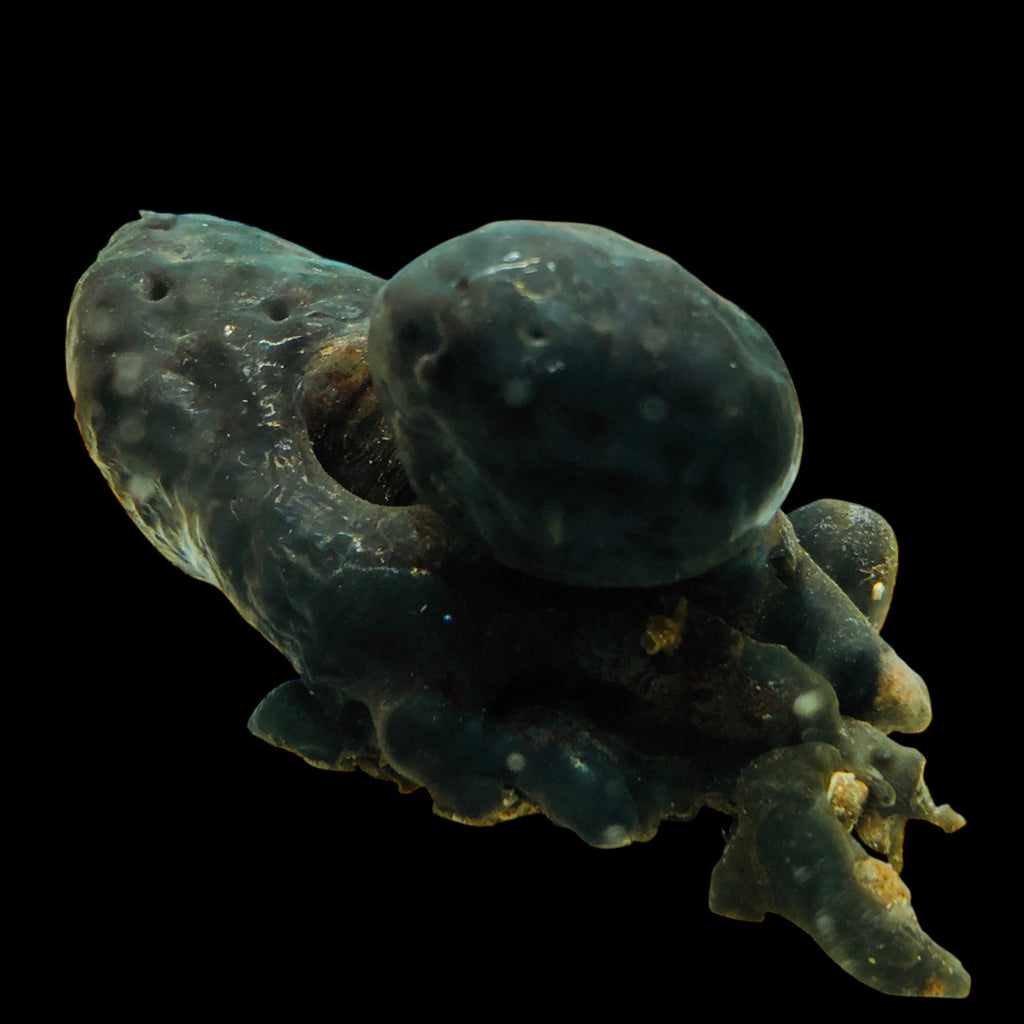 Black Filter Feeding Tunicate (Sea Squirt)
