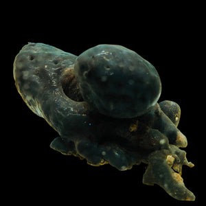Black Filter Feeding Tunicate (Sea Squirt)
