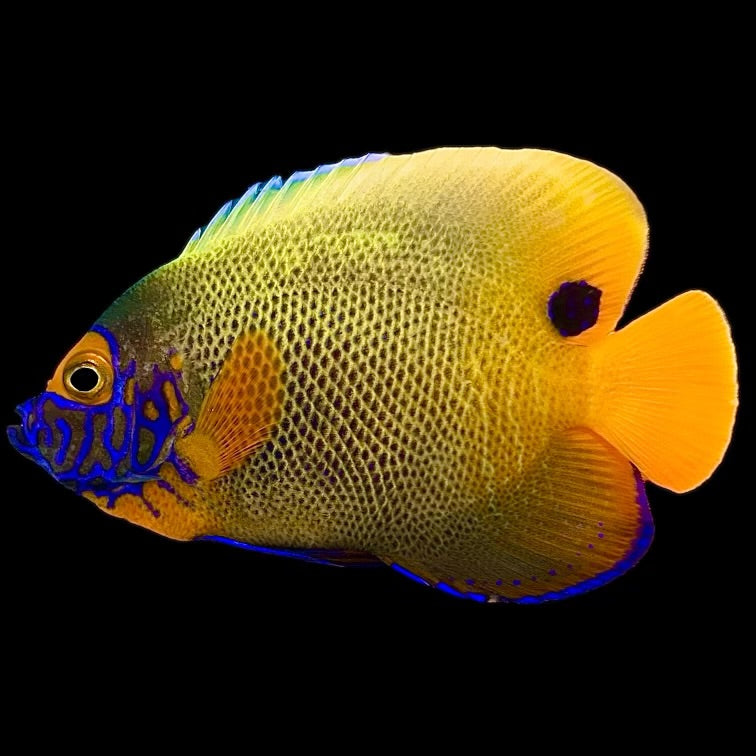 WYSIWYG Aquarium Conditioned-Blueface Angelfish