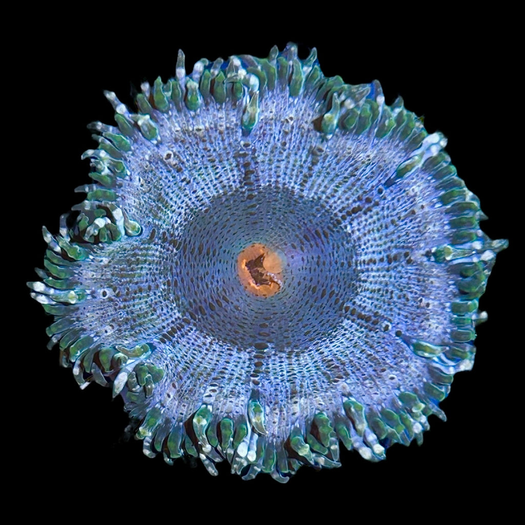 WYSIWYG Fancy Rock Flower Anemone