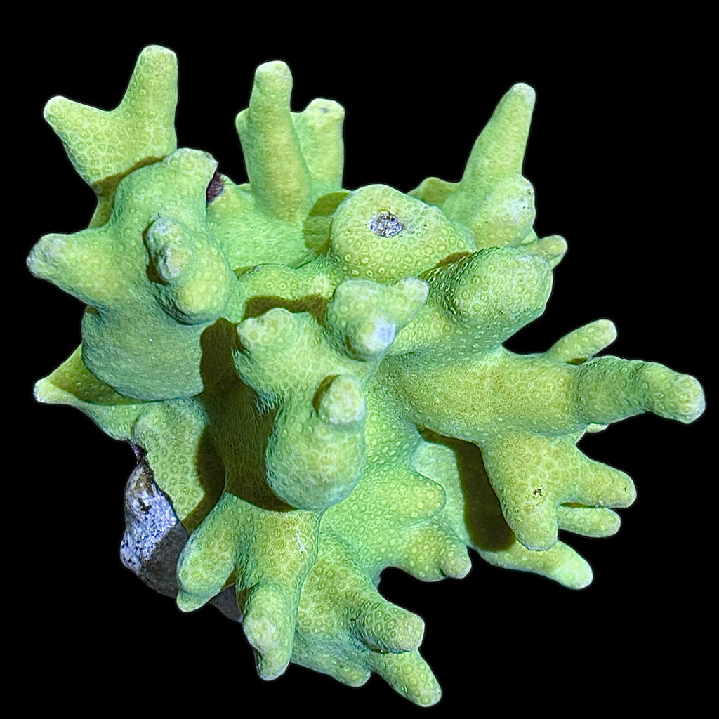 WYSIWYG Yellow Branching Australian Porites
