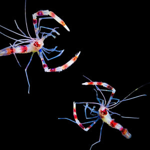 Special-Coral Banded Shrimp-Single