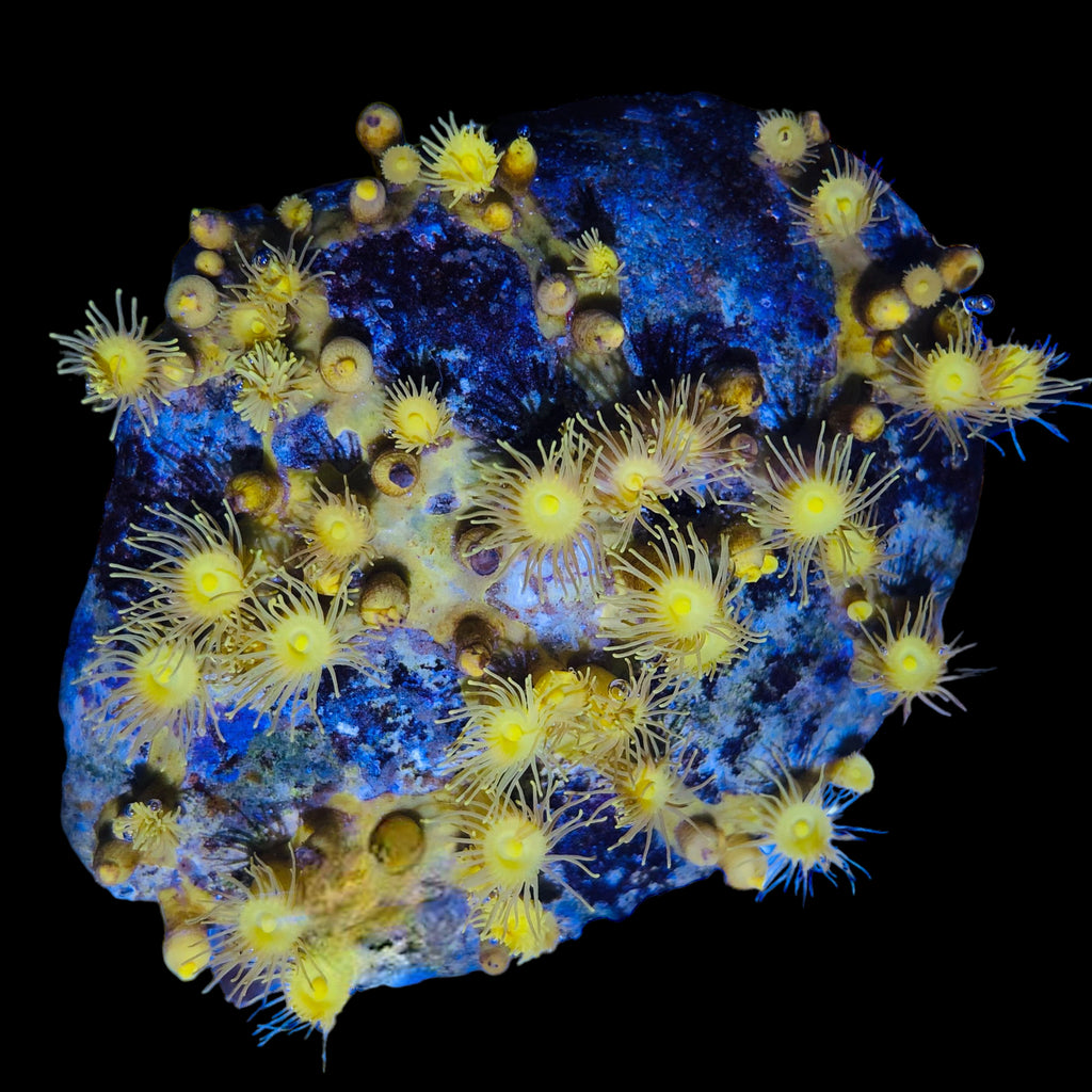 Bright Yellow Colony Polyps-Aquacultured on a Shell