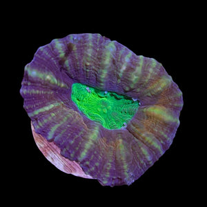 WYSIWYG Australian Neon Center Branching Lobophyllia