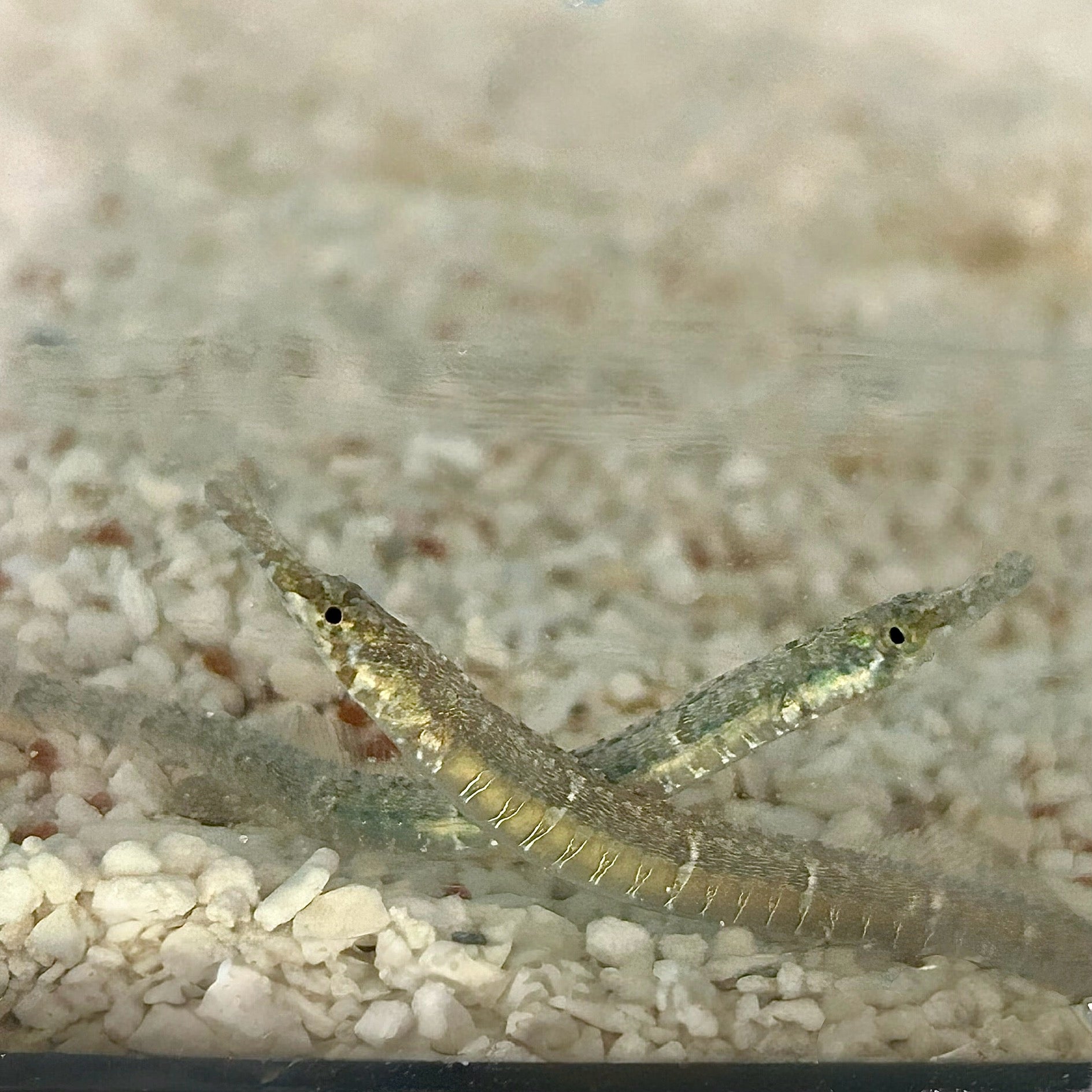 Pipefish – Alyssa's Seahorse Savvy
