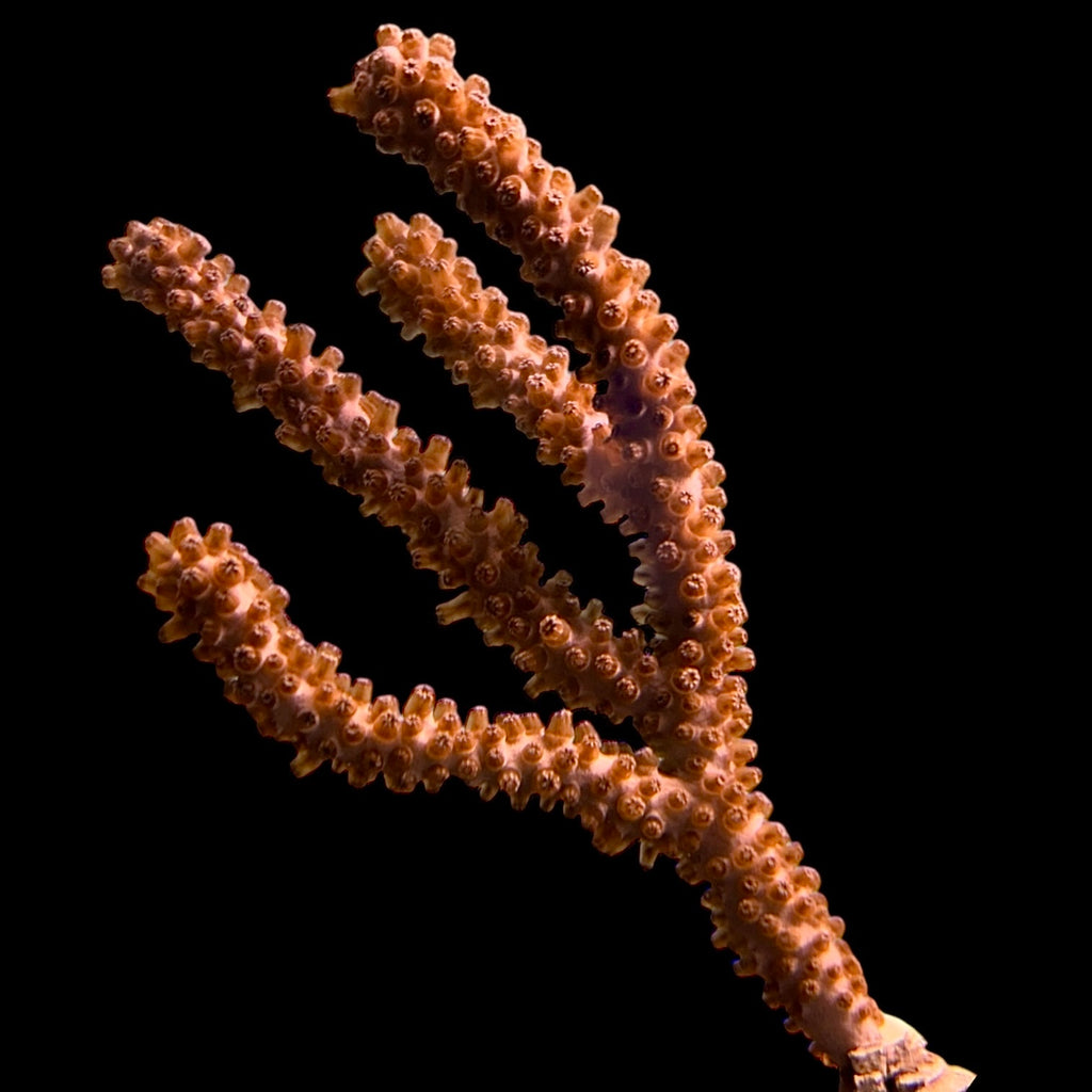 Gulf Knobby Gorgonian-Photosynthetic