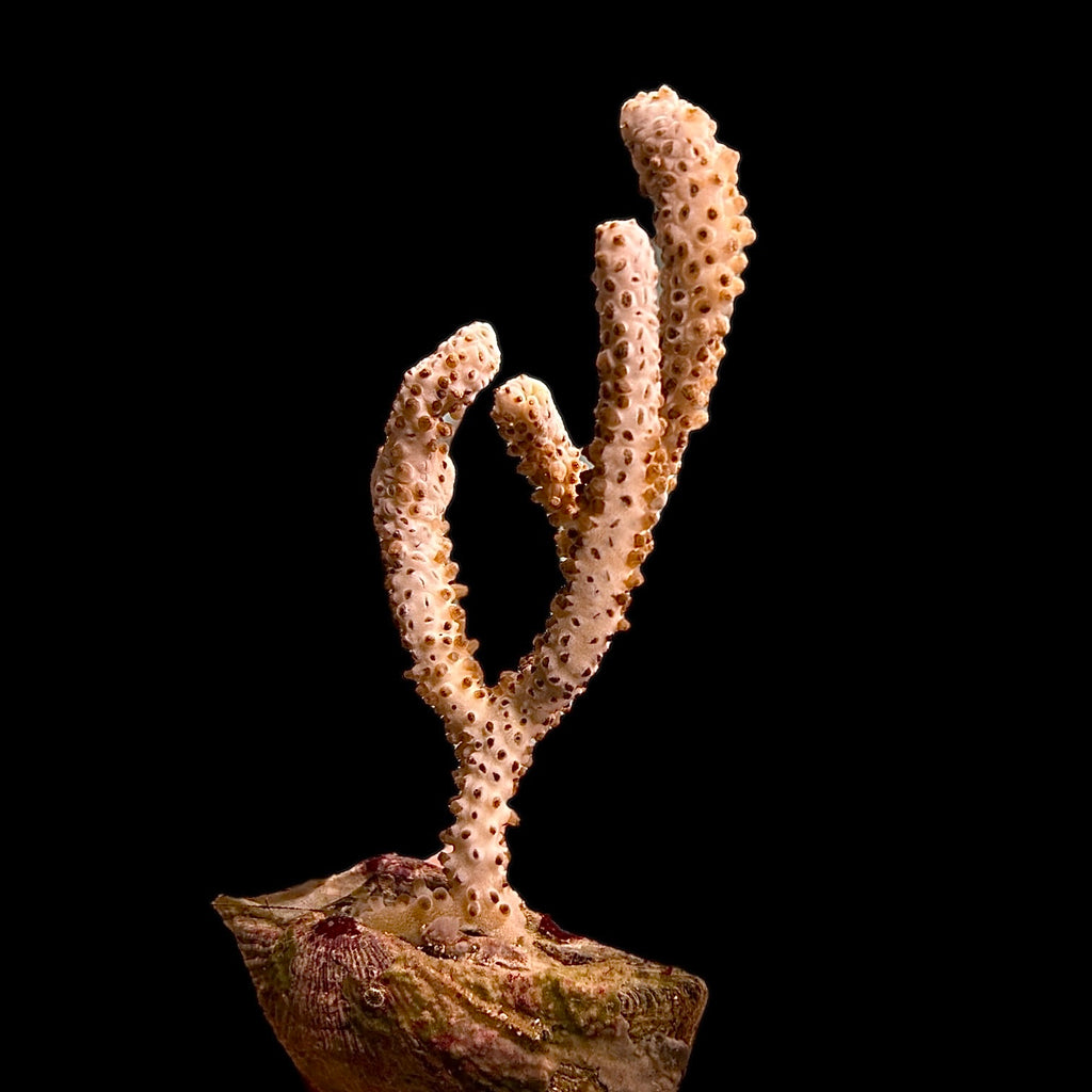 WYSIWYG Giant Slit Pore Gorgonian on Clam-Photosynthetic