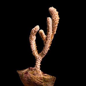 WYSIWYG Giant Slit Pore Gorgonian on Clam-Photosynthetic