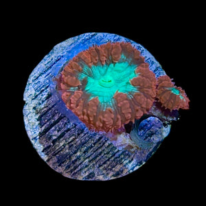WYSIWYG Red Blastomussa wellsi Aquacultured Frag