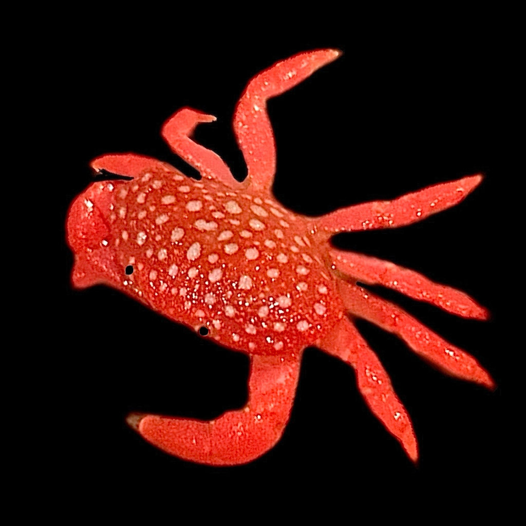 Special-Pink Strawberry Crab