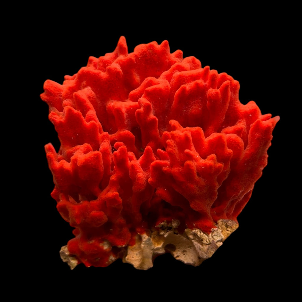 Bright Red Ridge Encrusting Sponge