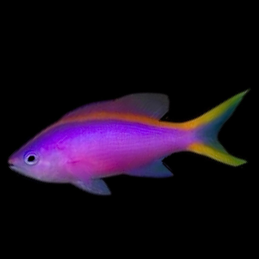 Aquarium Conditioned-Purple Queen Anthias