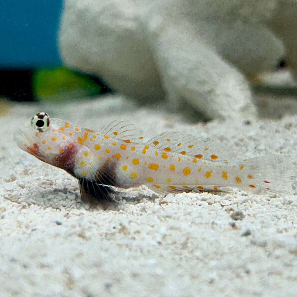 Aquarium Conditioned-Orange Spot Prawn Goby