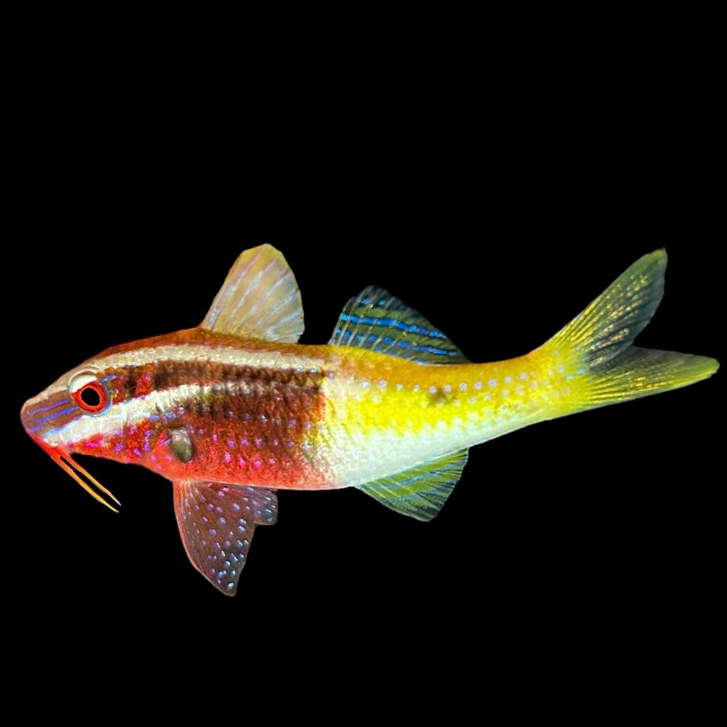 Aquarium Conditioned-Bicolor Goatfish-Great Sand Sifters