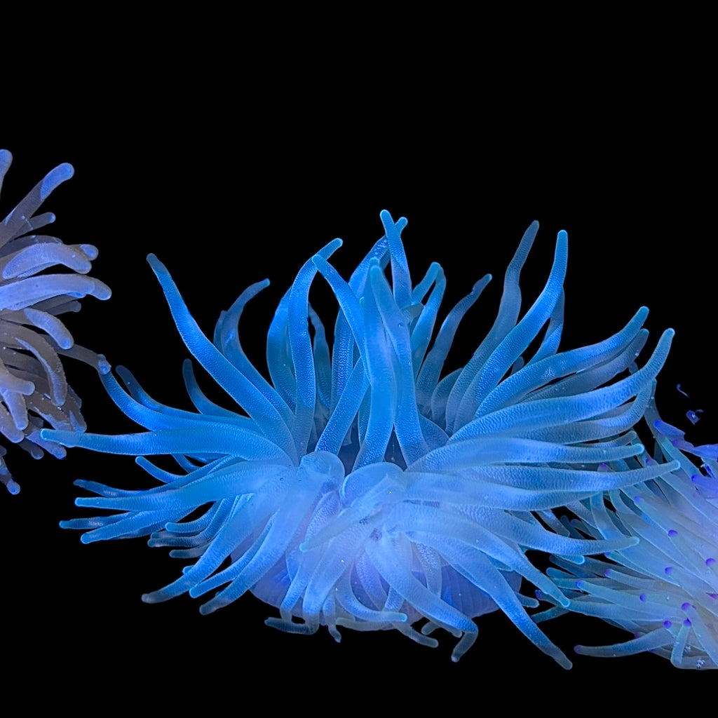 Condylactus Anemone