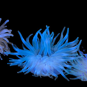 Condylactus Anemone