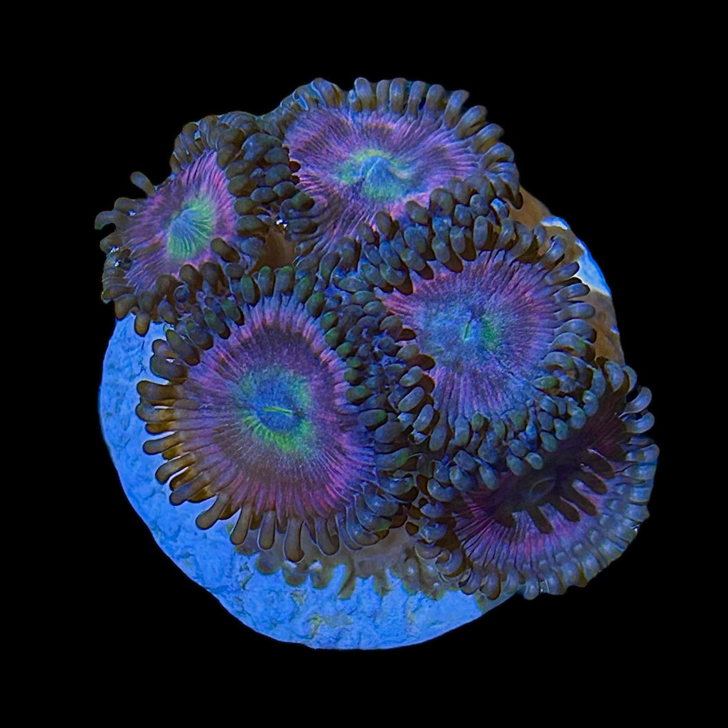 WYSIWYG Zoanthid Frag