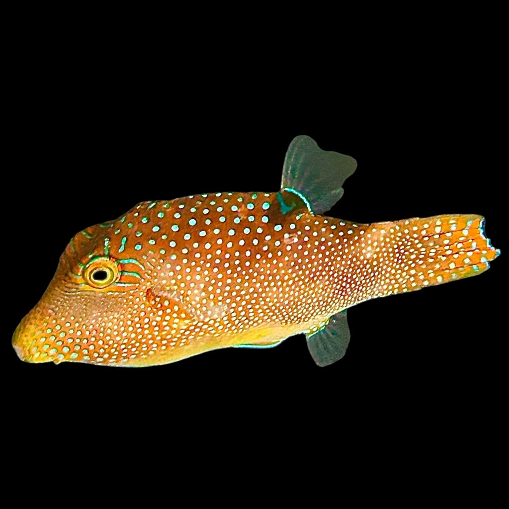 Aquarium Conditioned-Blue Spot Fiji Puffer