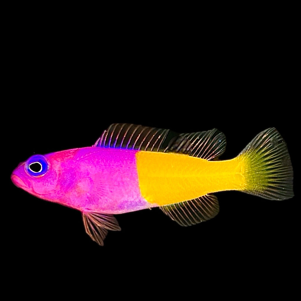 Captive Bred-Bicolor Dottyback