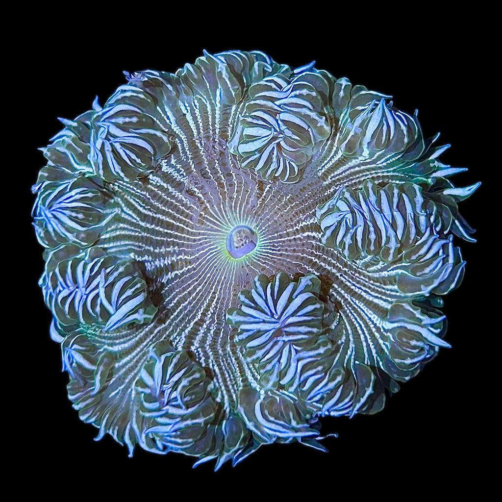 WYSIWYG Zebra Rock Flower Anemone
